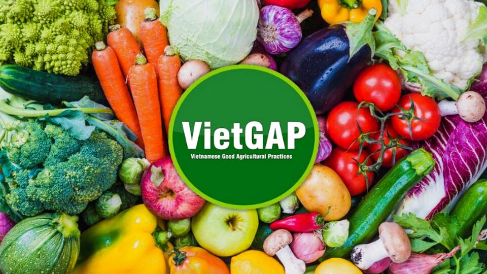 Thông báo áp dụng TCVN 11892-1:2026 – VietGAP Trồng trọt từ 01/08/2026