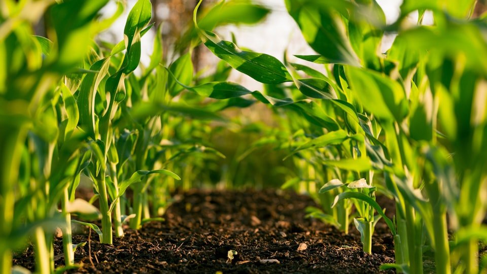 VietGAP, Organic, Halal: chứng nhận nào phù hợp doanh nghiệp của bạn?